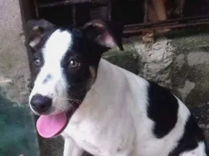 Cachorro raça Vira- Lata idade 2 a 6 meses nome Balinha e Bocão 