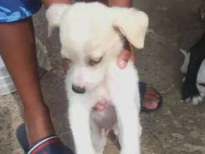 Cachorro raça Ri idade 2 a 6 meses nome Sem nomes