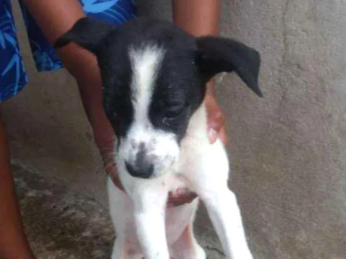 Cachorro raça Ri idade 2 a 6 meses nome Sem nomes