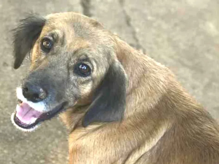 Cachorro ra a Vira-lata  idade 3 anos nome Princesa 