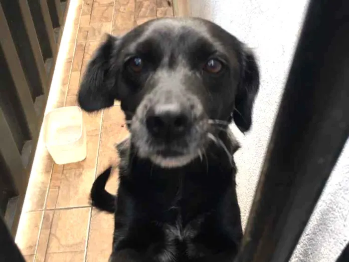 Cachorro ra a vira lata idade 5 anos nome Jade