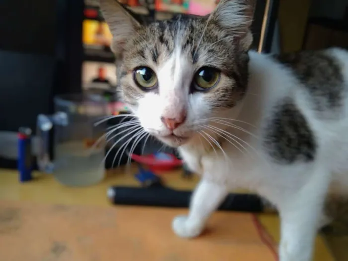 Gato raça Vira latas idade 2 a 6 meses nome Boeing e Embraer