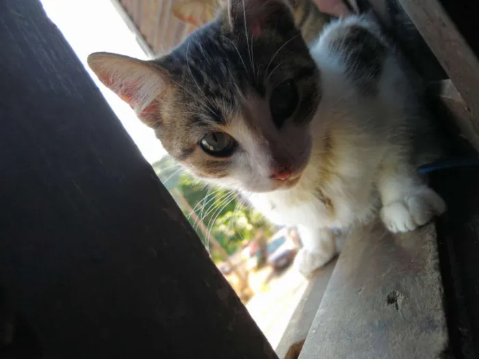 Gato raça Vira latas idade 2 a 6 meses nome Boeing e Embraer