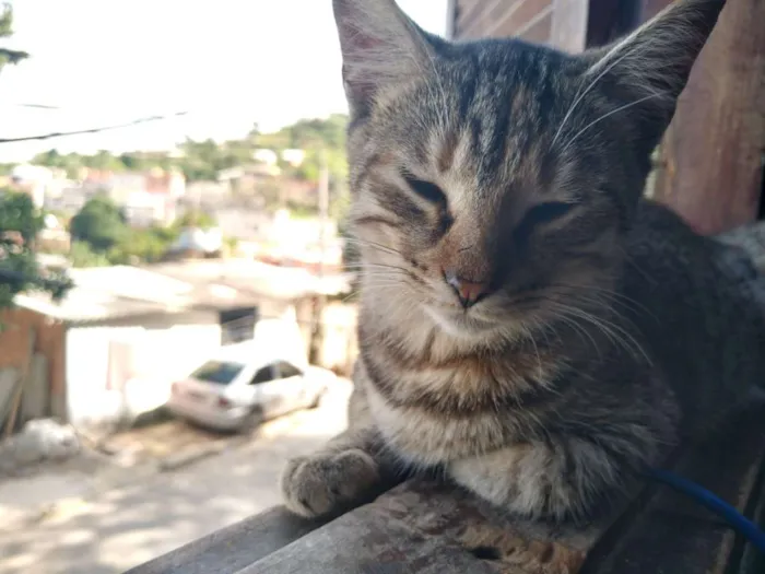 Gato raça Vira latas idade 2 a 6 meses nome Boeing e Embraer