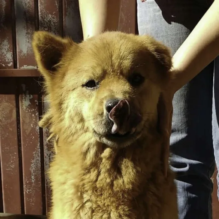 Cachorro ra a Chow Chow idade 6 ou mais anos nome Russo