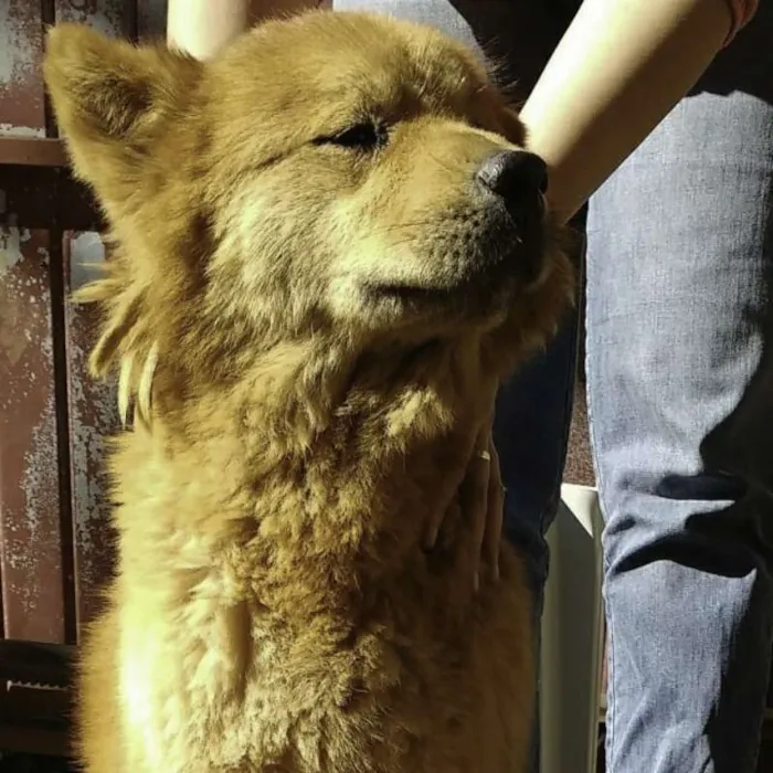Cachorro ra a Chow Chow idade 6 ou mais anos nome Russo