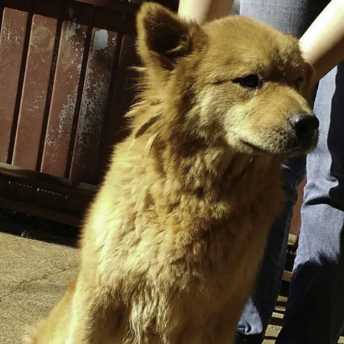 Cachorro ra a Chow Chow idade 6 ou mais anos nome Russo