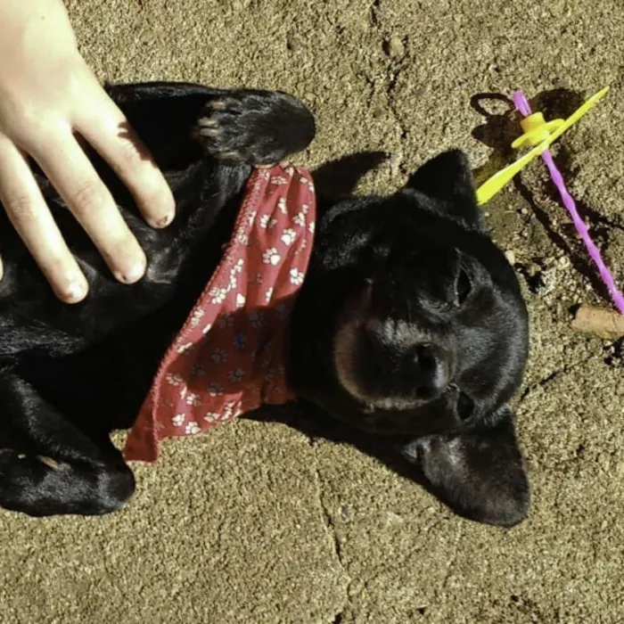 Cachorro ra a vira lata idade 5 anos nome Pretinha