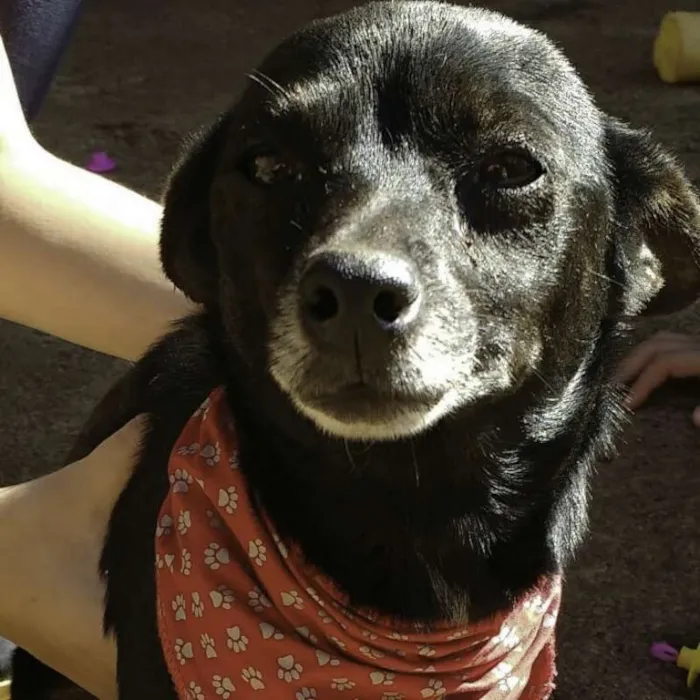 Cachorro ra a vira lata idade 5 anos nome Pretinha