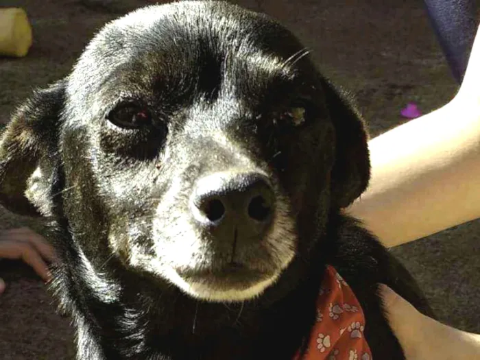 Cachorro ra a vira lata idade 5 anos nome Pretinha