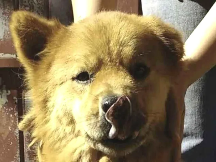 Cachorro ra a Chow Chow idade 6 ou mais anos nome Russo