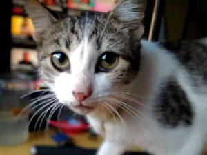 Gato raça Vira latas idade 2 a 6 meses nome Boeing e Embraer