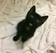 Chico, Pandor