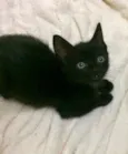 Chico, Pandor
