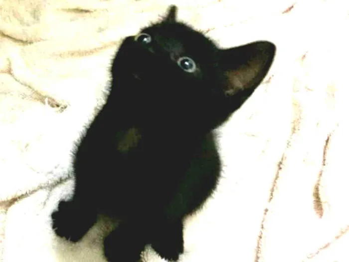 Gato ra a srd idade 2 a 6 meses nome Chico, Pandor