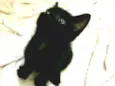 Chico, Pandor