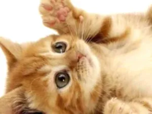 Gato raça SRD idade 2 a 6 meses nome Pingo 