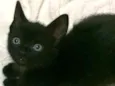 Chico, Pandor