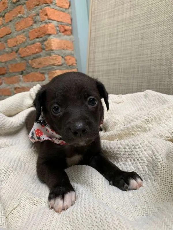 Cachorro ra a srd idade Abaixo de 2 meses nome Osaka