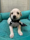 Tapioca