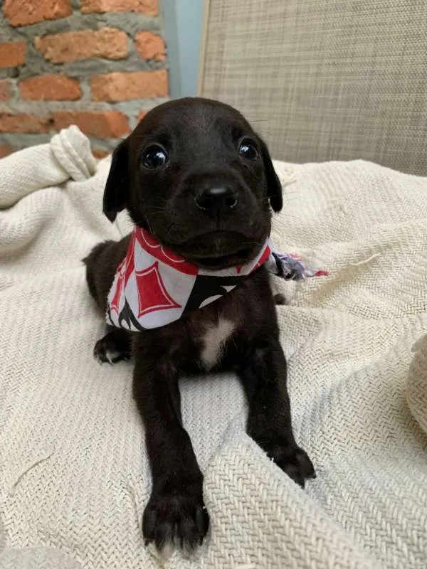 Cachorro ra a SRD idade Abaixo de 2 meses nome Boris