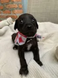 Boris