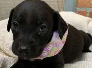 Cachorro raça SRD idade Abaixo de 2 meses nome Kombucha