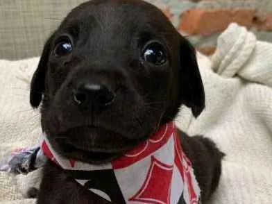 Cachorro ra a SRD idade Abaixo de 2 meses nome Boris