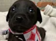 Boris