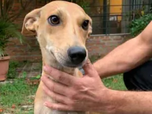 Cachorro raça SRD idade 7 a 11 meses nome Menina