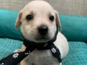 Cachorro raça SRD idade Abaixo de 2 meses nome Tapioca