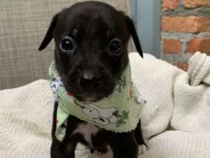 Cachorro raça SRD idade Abaixo de 2 meses nome Harry