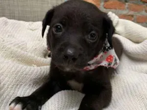 Cachorro raça srd idade Abaixo de 2 meses nome Osaka