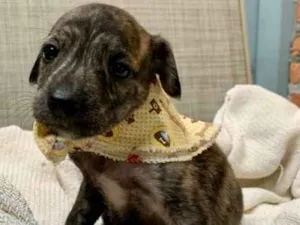 Cachorro raça srd idade Abaixo de 2 meses nome Verena