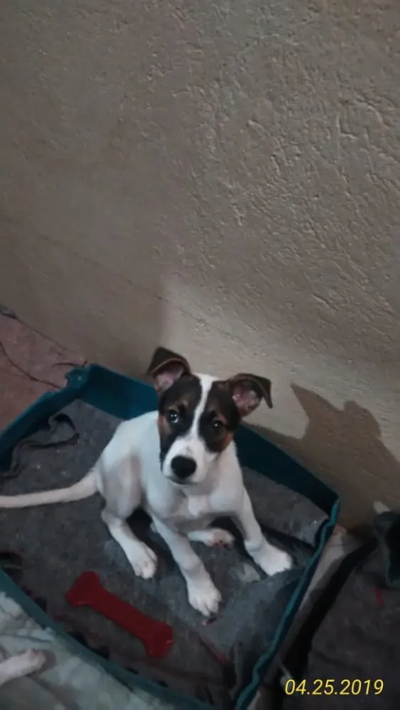 Cachorro ra a SRD idade 2 a 6 meses nome Sem nome