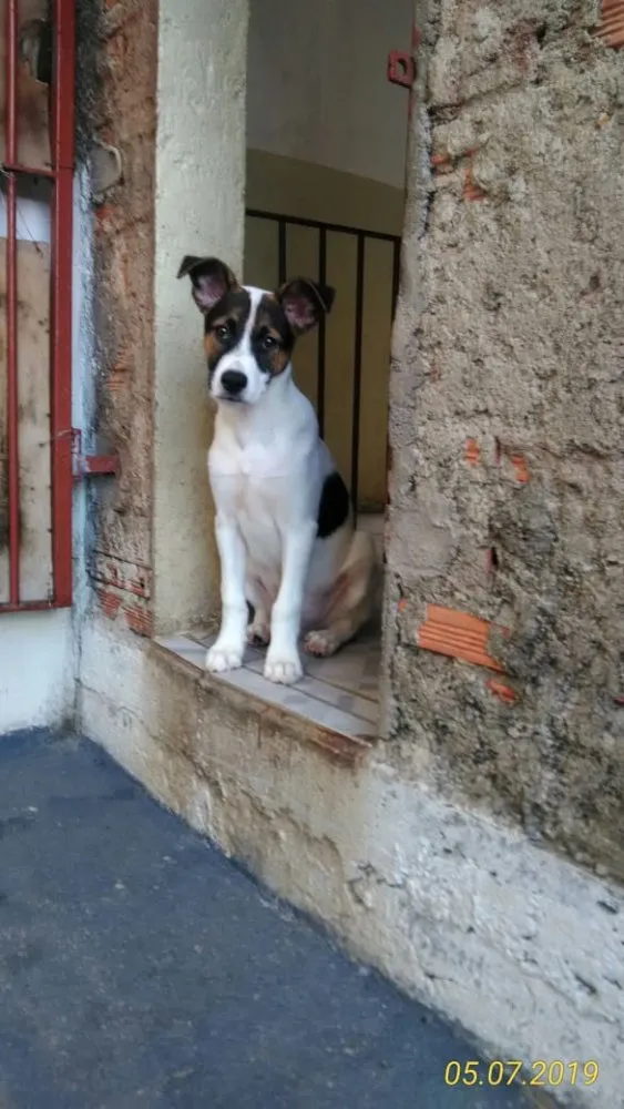 Cachorro ra a SRD idade 2 a 6 meses nome Sem nome