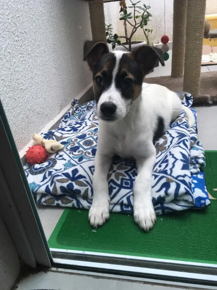 Cachorro ra a SRD idade 2 a 6 meses nome Sem nome