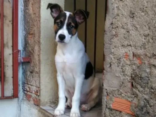Cachorro ra a SRD idade 2 a 6 meses nome Sem nome