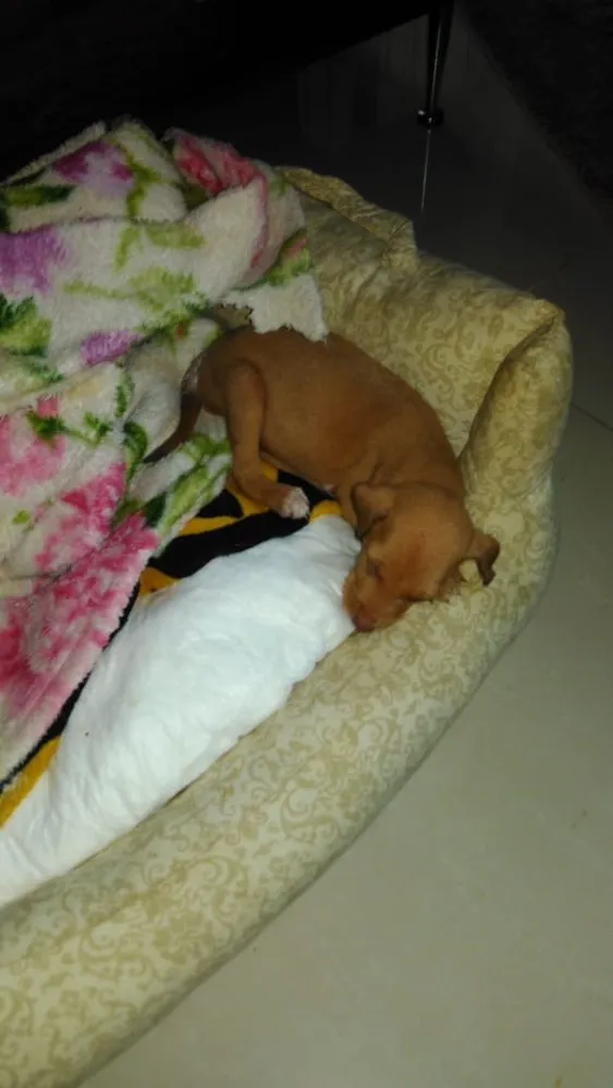 Cachorro ra a SRD idade Abaixo de 2 meses nome Sem nome