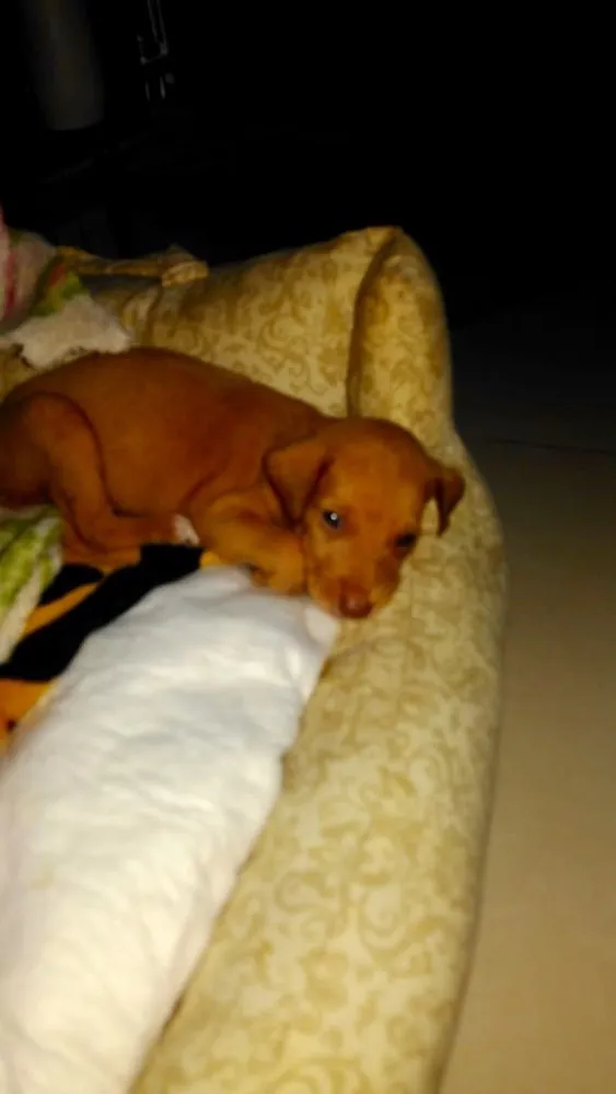 Cachorro ra a SRD idade Abaixo de 2 meses nome Sem nome