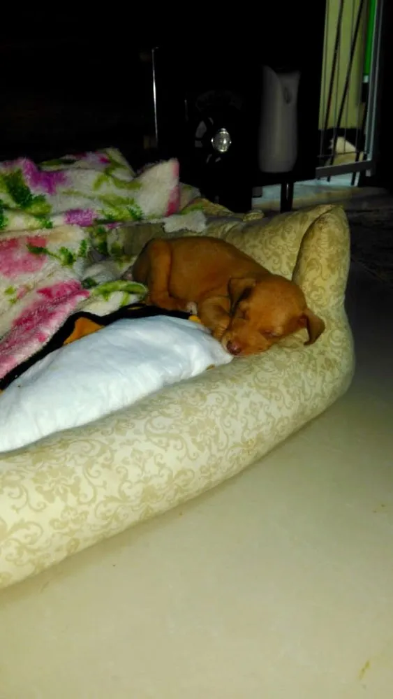 Cachorro ra a SRD idade Abaixo de 2 meses nome Sem nome