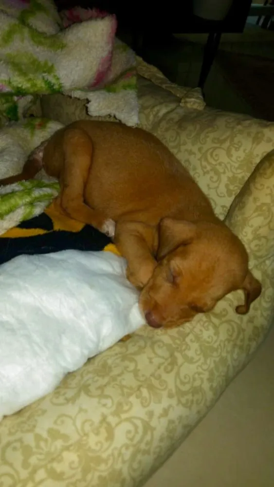 Cachorro ra a SRD idade Abaixo de 2 meses nome Sem nome