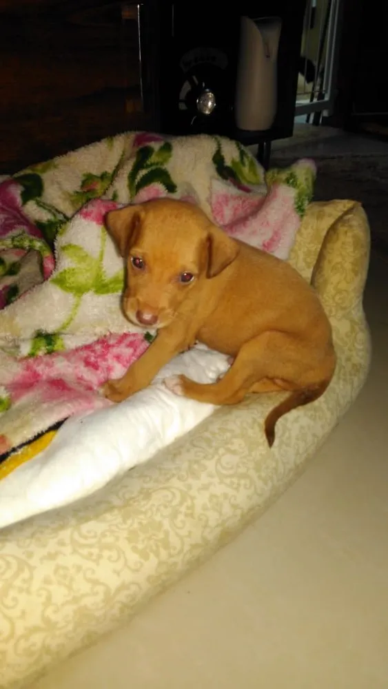 Cachorro ra a SRD idade Abaixo de 2 meses nome Sem nome