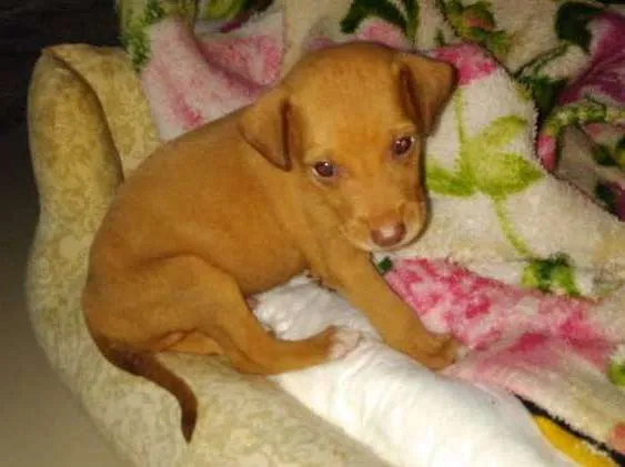 Cachorro ra a SRD idade Abaixo de 2 meses nome Sem nome