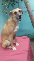 Amarela
