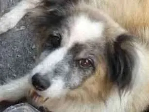 Cachorro ra a Não definida idade 6 ou mais anos nome Bilu