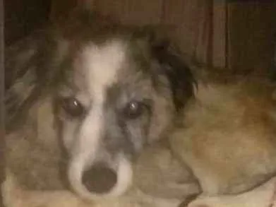 Cachorro ra a Não definida idade 6 ou mais anos nome Bilu