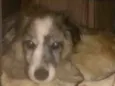 Bilu