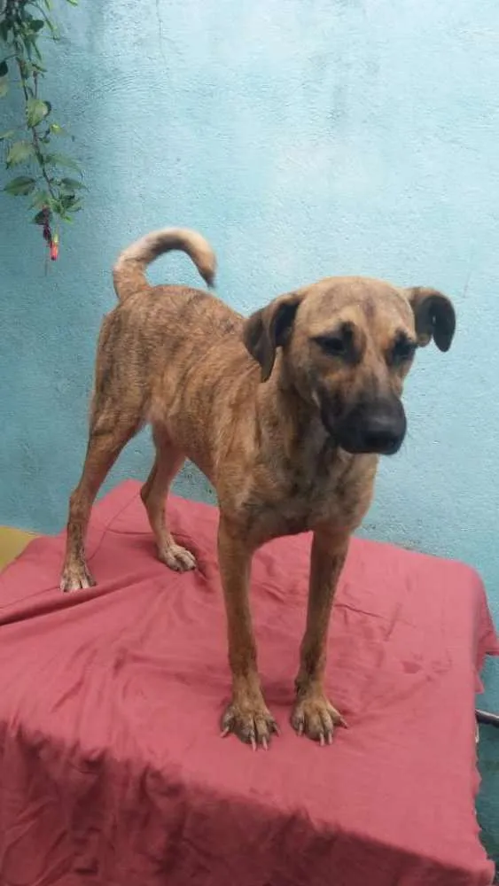 Cachorro ra a Não definida idade 1 ano nome Rajadinha