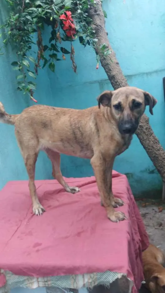 Cachorro ra a Não definida idade 1 ano nome Rajadinha